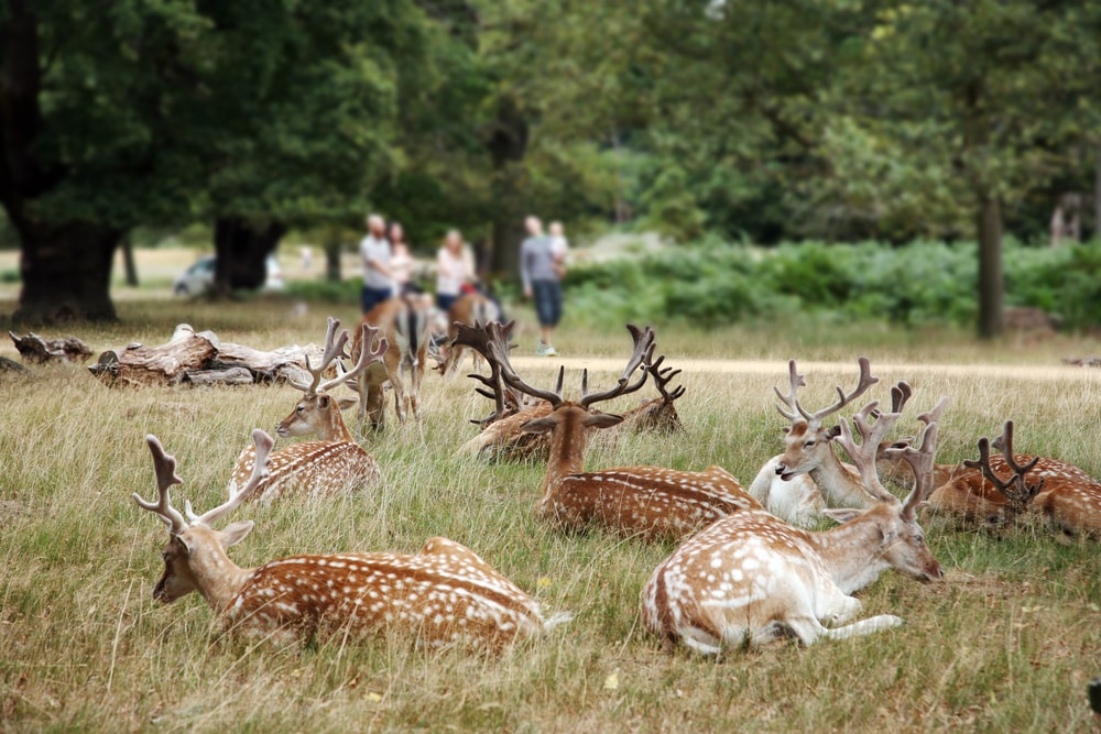 Richmond Park