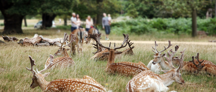 Richmond Park London